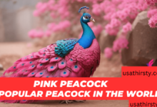 pink peacock