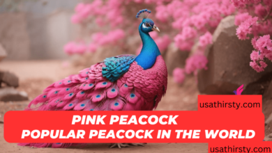 pink peacock