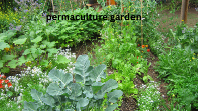 permaculture garden