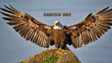 hancock bird meaning