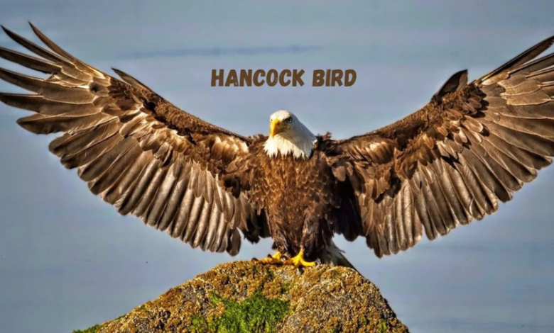 hancock bird meaning