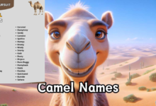 camel names