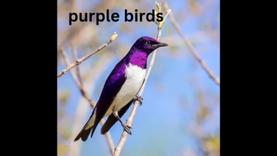 purple birds