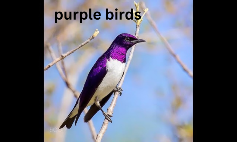 purple birds